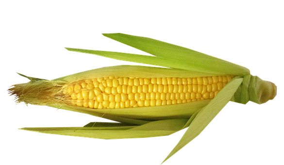 High Protein Foods for Vegetarians