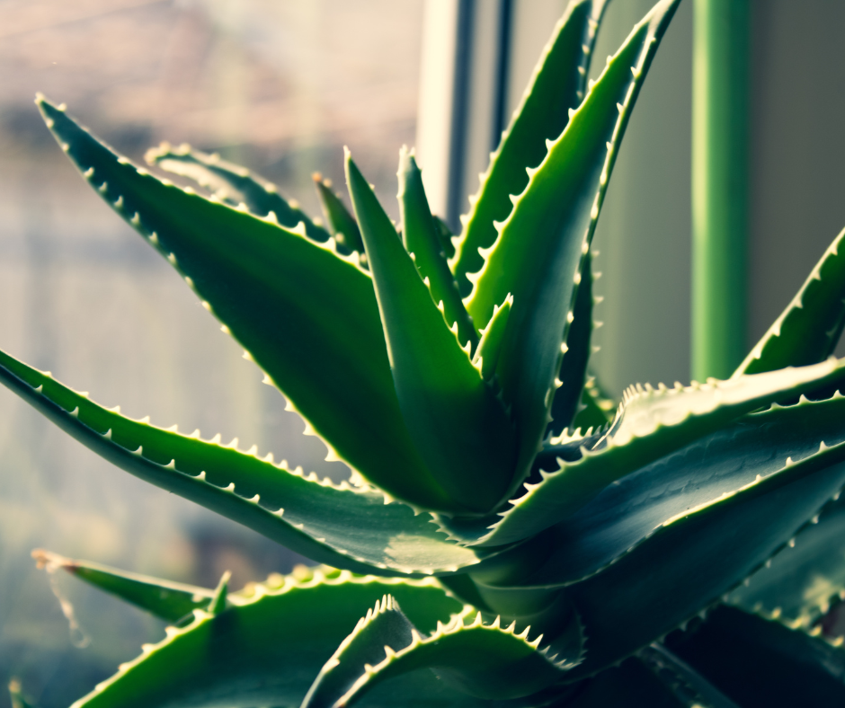 aloe vera for hair growth