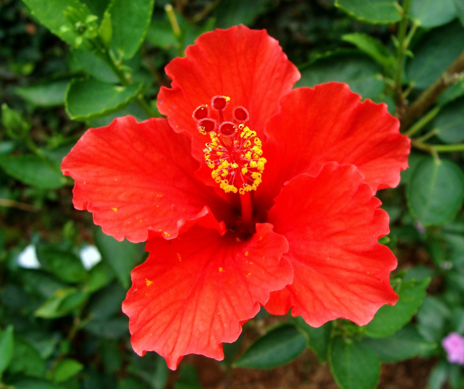 hibiscus