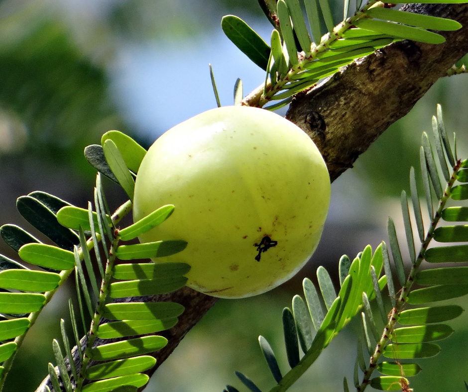 amla